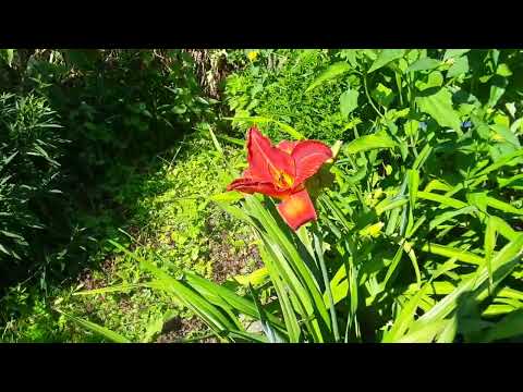 Видео: мой летний сад.