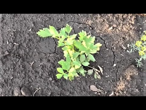 Видео: Выращивание любистока из семян, практический опыт.