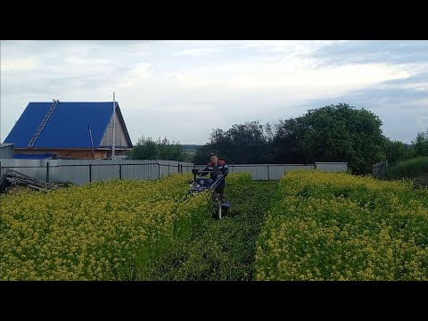 Видео: Мотоблок Скаут. Фрезерую горчицу на сидераты.