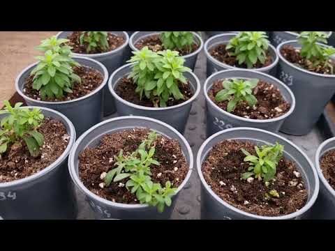 Видео: Будем разгонять рост цветов. Моя группа по выращиванию цветов в Telegram