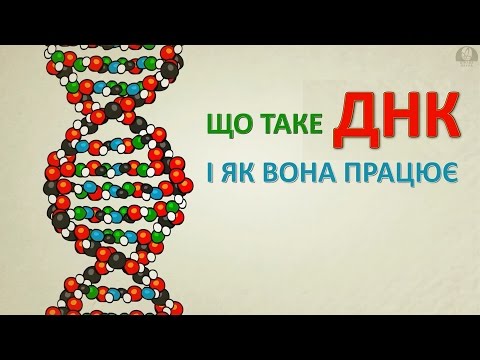 Видео: Що таке ДНК і як вона працює [Stated Clearly]