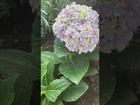 Видео: НОВИНКА СЕЗОНА ГОРТЕНЗИЯ АВАНГАРД