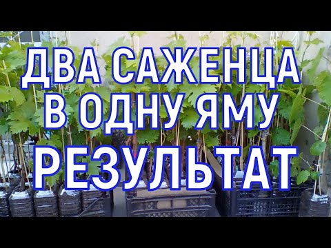 Видео: 21.04.2024 Уплотнённая посадка винограда (два саженца в одну яму). Результат спустя три года.