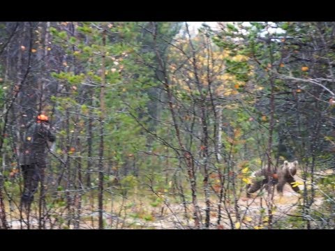 Видео: Работа лаек по медведю.