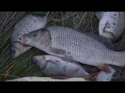 Видео: Сазаны за деревней, не перестают радовать.