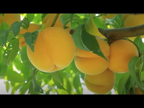 Видео: Гібриди персика. Перкоче, червонолистий нектарин, нектакотум.