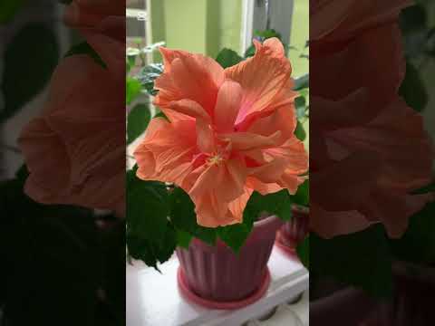 Видео: МУХЛИСАМ БИЛАН СУХБАТ МЕНИ ЙИҒЛАТДИ 😊😍😢