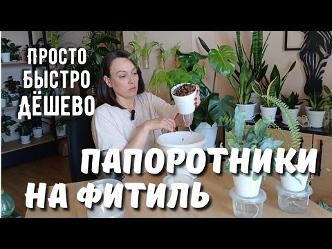 Видео: Папоротники на фитильном поливе! Секрет простого полива без хлопот