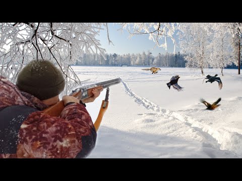 Видео: Охота на тетерева на лунках зимой 2024. Лиса идёт за мной по пятам!