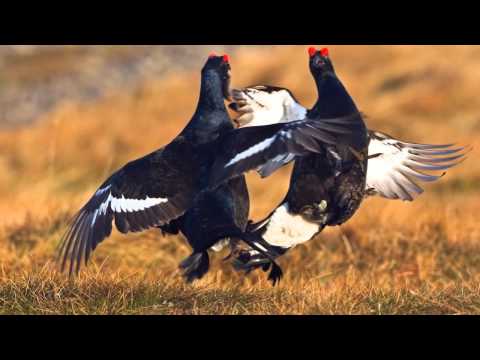 Видео: ВИА "Орион" - Выткался на озере алый свет зари (Глухари, старая запись песни, на стихи Есенина)