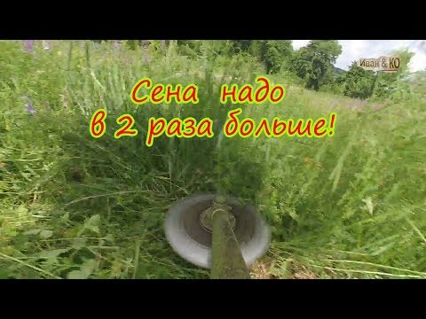 Видео: Заготовка сена мотокосой. Mow the grass forage
