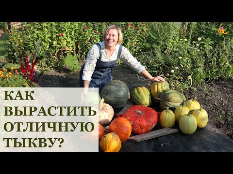 Видео: Секреты тыквы и мой урожай / Как вырастить тыкву?