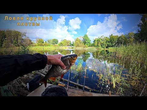 Видео: Ловля крупной плотвы на реке — поплавочная рыбалка, трофеи на удочку!