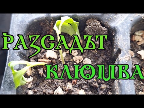 Видео: 12. Рассада – Почему всходит рассада