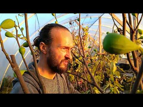 Видео: Последние деликатесы  ноября в Беларуси: хурма, инжир и болотница