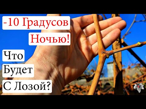 Видео: -10 Градусов ночью! Что будет с лозой винограда?