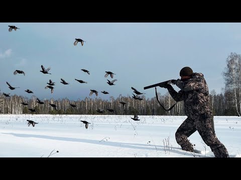 Видео: С Ружьём на Тетерева Зимой. Семь лет Такого не было.
