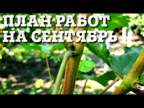Видео: ПЛАН РАБОТ НА СЕНТЯБРЬ МЕСЯЦ. ВСПЫШКИ МИЛДЬЮ И ОИДИУМА - КАК ОНИ ВЫГЛЯДЯТ И КАК РАСПОЗНАТЬ