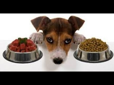 Видео: Корм или натуралка, мнение ветеринарного врача