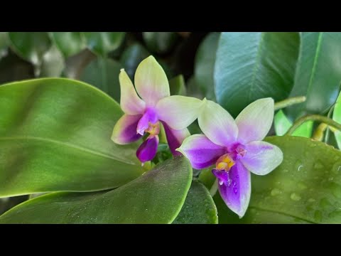 Видео: Обзор орхидей на конец лета и сентябрь 