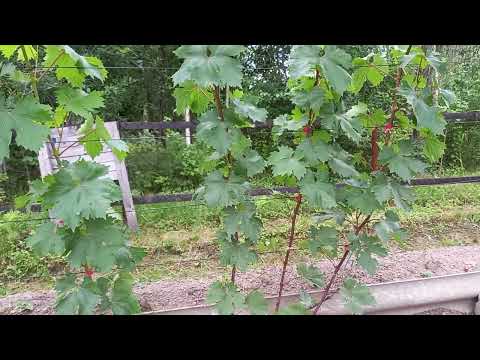 Видео: шпалера в сибири моё видение