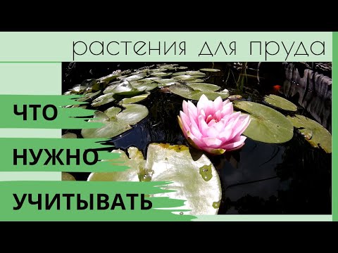 Видео: Что нужно учитывать, когда выращиваешь нимфеи в пруду.