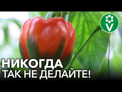 Видео: ПЕРЦЫ ВАМ ЭТОГО НЕ ПРОСТЯТ! 3 РОКОВЫЕ ОШИБКИ ПРИ ВЫРАЩИВАНИИ