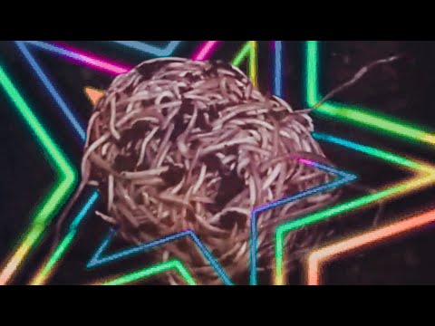 Видео: Разведение червей в домашних условиях (Дендробена – Принцесса червей)