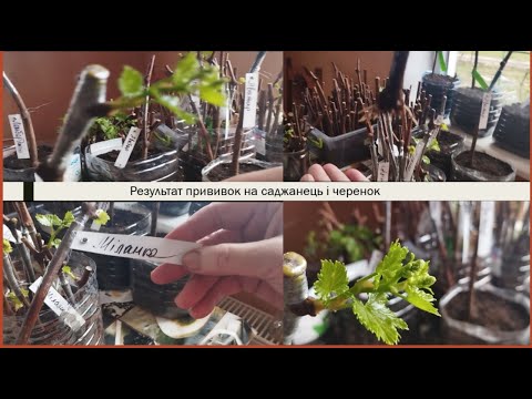 Видео: Результат прививок на саджанець і черенок. Висадка в контейнери