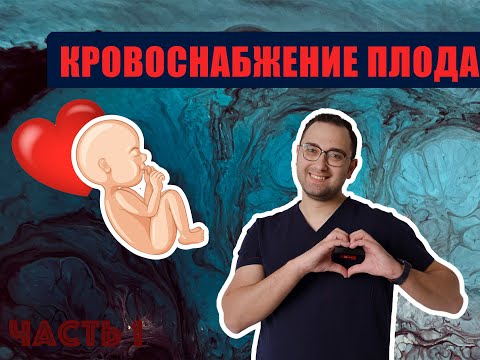 Видео: КРОВООБРАЩЕНИЕ ПЛОДА