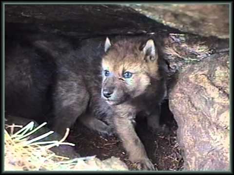 Видео: Животный мир Алтайского заповедника.