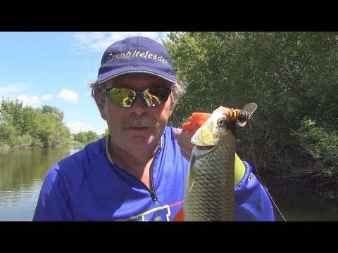 Видео: Константин Кузьмин. Малая река. Голавль, язь и другие... (часть первая)