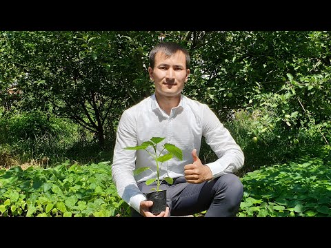 Видео: Болсоң НУРАЛЫДАЙ бол!  Жаш болсо да бизнес кылып, ПАВЛОВНИЯ көчөттөрүн өстүрүүдө  |  САТЫЛАТ
