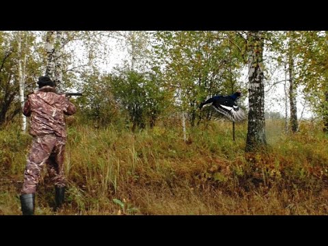 Видео: ОХОТА НА ТЕТЕРЕВА С ПОДХОДА 2021. ШИКАРНЫЙ, ЗДОРОВЕННЫЙ КОСАЧ...