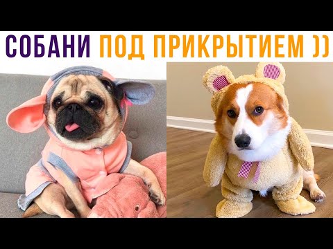 Видео: СОБАНИ ПОД ПРИКРЫТИЕМ))) Приколы с собаками | Мемозг 758