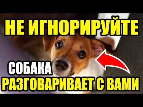 Видео: НИКОГДА НЕ ИГНОРИРУЙТЕ ЭТИ ЗНАКИ! 10 видов поведения, которые собаки демонстрируют при общении