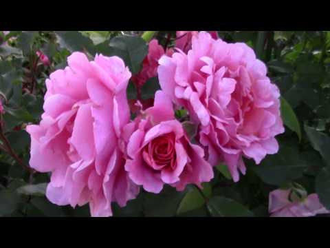 Видео: Розы. Первая волна цветения. 23 июня 2018