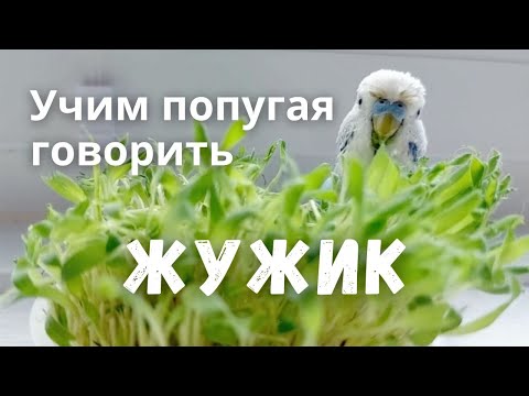 Видео: Учим попугая говорить Жужик