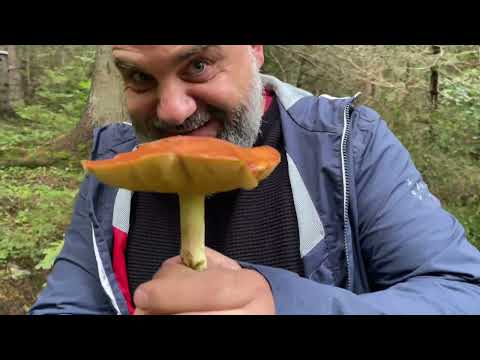 Видео: Огромни #гъби в #рила - определяне на живо!