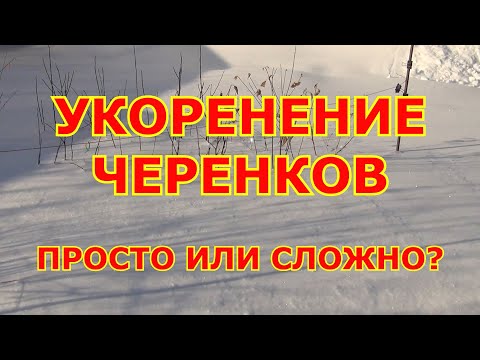 Видео: УКОРЕНЕНИЕ ЧЕРЕНКОВ винограда. ПРОСТО или СЛОЖНО?