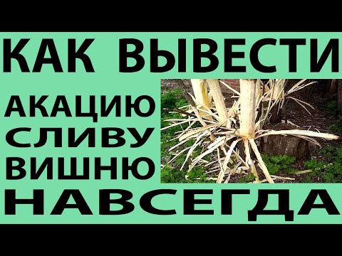 Видео: Как вывести акацию, сливу и вишню навсегда.