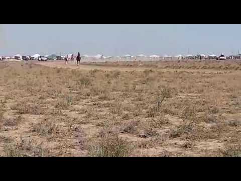Видео: Сисен ата Аламан бәйге 14.09.2019ж