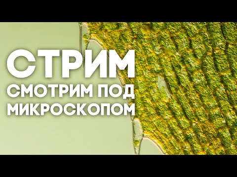 Видео: Смотрим всякое под микроскопом! Микромир в прямом эфире. СТРИМ \\ Димон и пумба