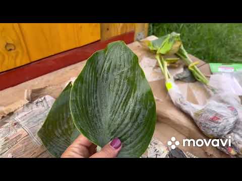 Видео: Распаковка посылки с хостами.