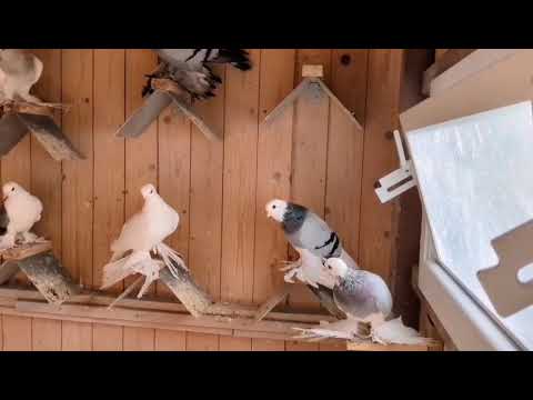 Видео:  Интересное видео снял у голубевода. #голуби #tauben #pigeons