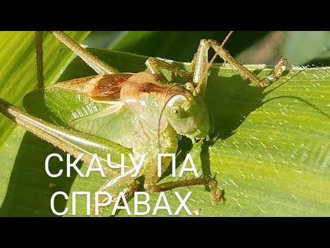 Видео: Скачу па справах.