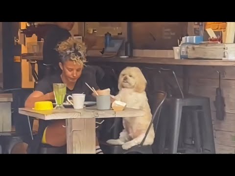 Видео: Смешные собаки 2024 года, которые точно поднимут вам настроение😍