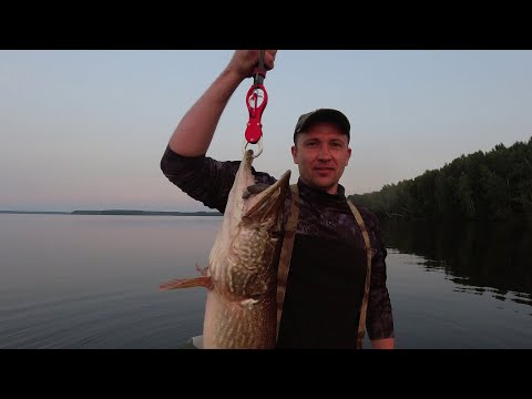 Видео: первый хищник в 2023 году...