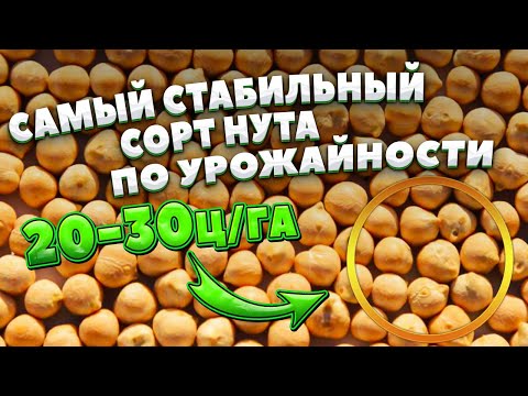 Видео: НУТ | 20-30ц/га | Самый стабильный сорт по урожайности |