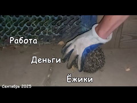 Видео: Сентябрь ВЛОГ, работаем, платим за всё и всем и ловим ежа!